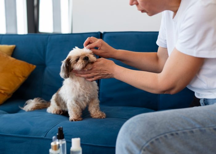 wound spray for indoor pets