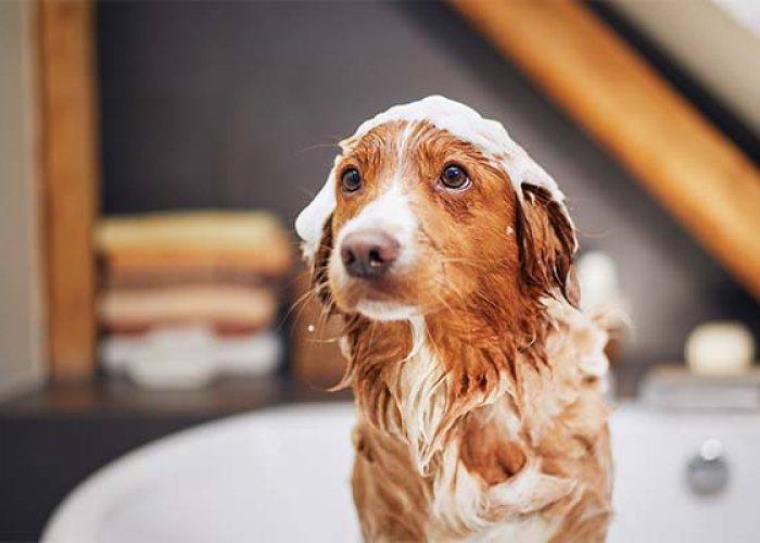 Dog shampoo for itchy skin